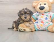 6 week old Poochon Puppy For Sale - Florida Fur Babies