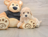 6 week old Poochon Puppy For Sale - Florida Fur Babies