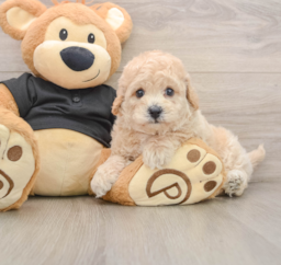 5 week old Poochon Puppy For Sale - Florida Fur Babies