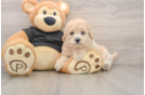 Poochon Puppy for Adoption