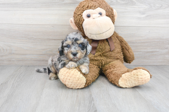 7 week old Poochon Puppy For Sale - Florida Fur Babies