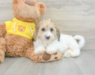 12 week old Poochon Puppy For Sale - Florida Fur Babies
