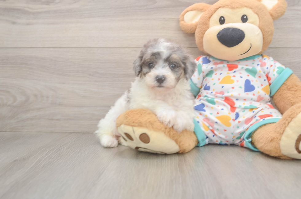 6 week old Poochon Puppy For Sale - Florida Fur Babies