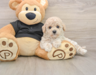 6 week old Poochon Puppy For Sale - Florida Fur Babies