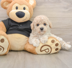 5 week old Poochon Puppy For Sale - Florida Fur Babies