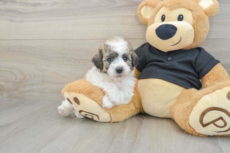 5 week old Poochon Puppy For Sale - Florida Fur Babies