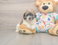 8 week old Poochon Puppy For Sale - Florida Fur Babies