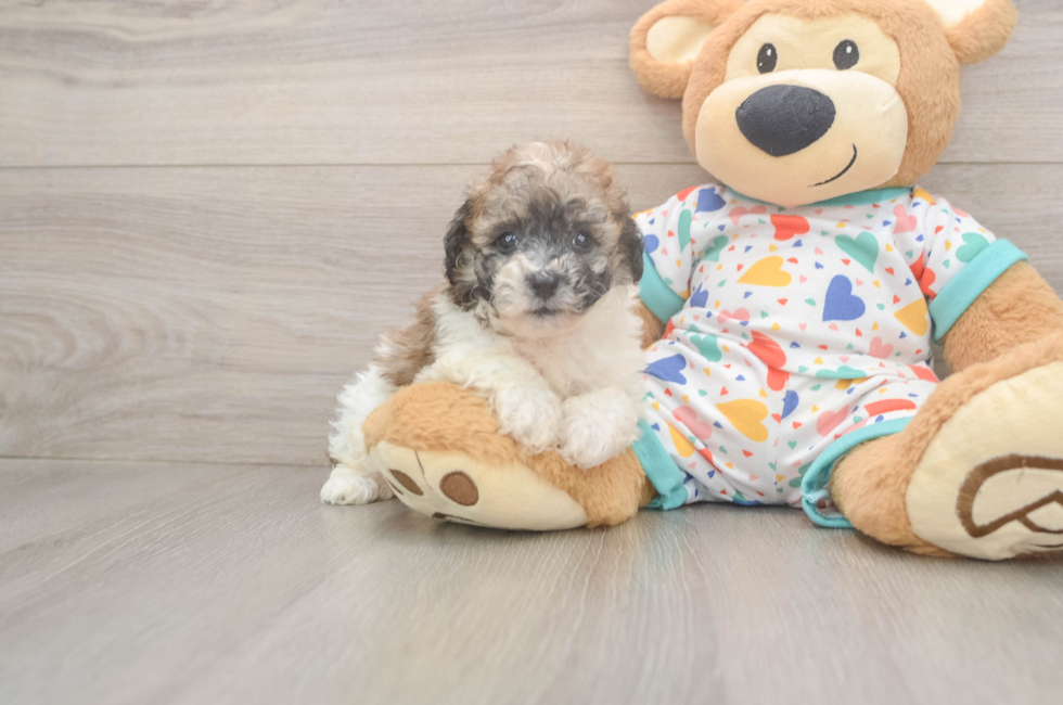 6 week old Poochon Puppy For Sale - Florida Fur Babies