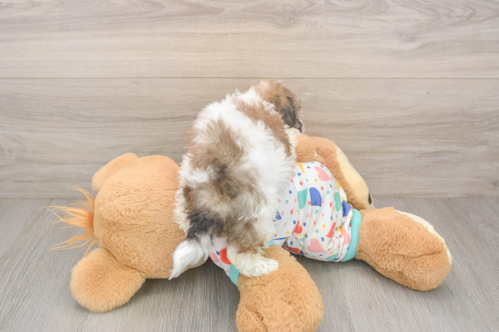 Poochon Puppy for Adoption