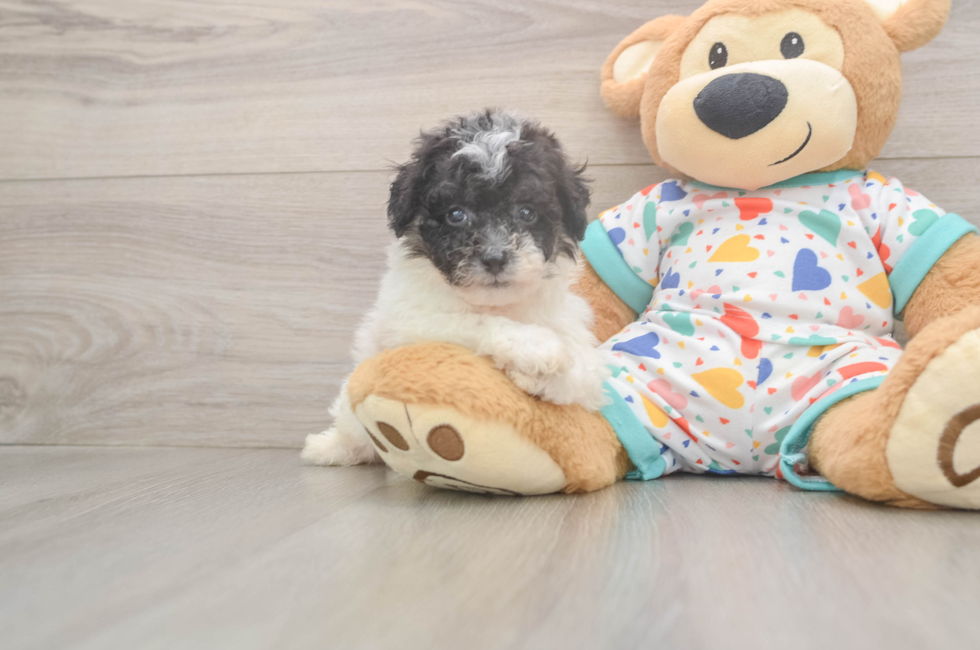 6 week old Poochon Puppy For Sale - Florida Fur Babies