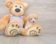 6 week old Poochon Puppy For Sale - Florida Fur Babies