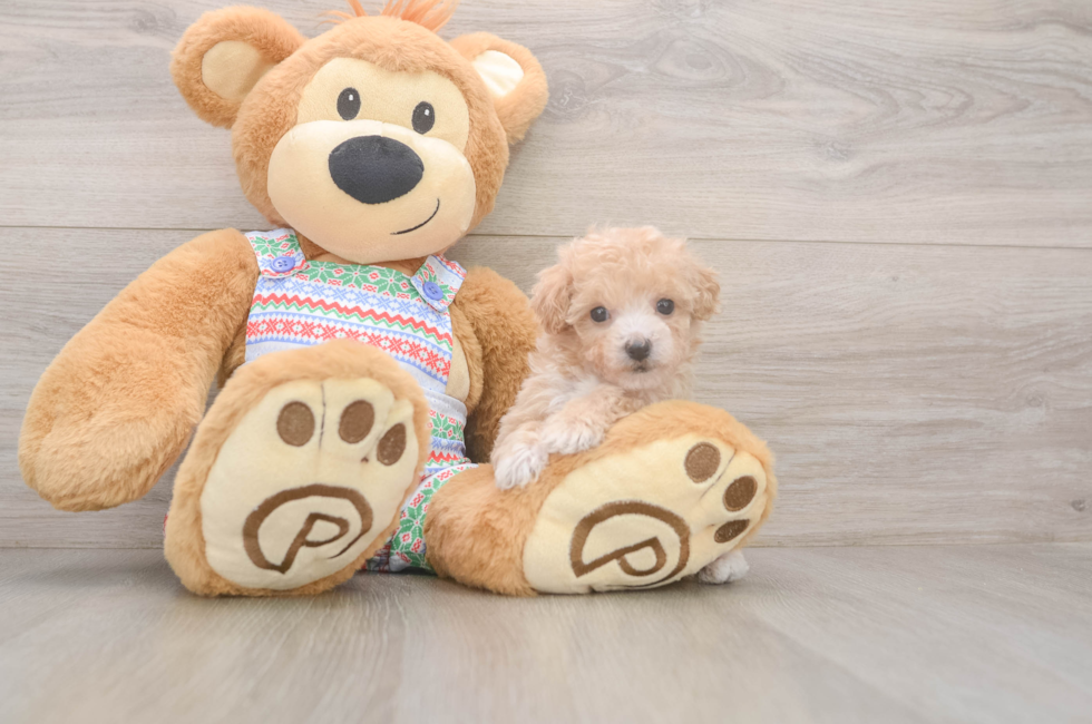 5 week old Poochon Puppy For Sale - Florida Fur Babies