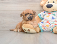 8 week old Poochon Puppy For Sale - Florida Fur Babies
