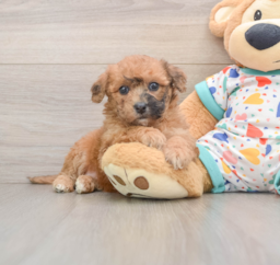 8 week old Poochon Puppy For Sale - Florida Fur Babies