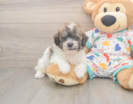 8 week old Poochon Puppy For Sale - Florida Fur Babies