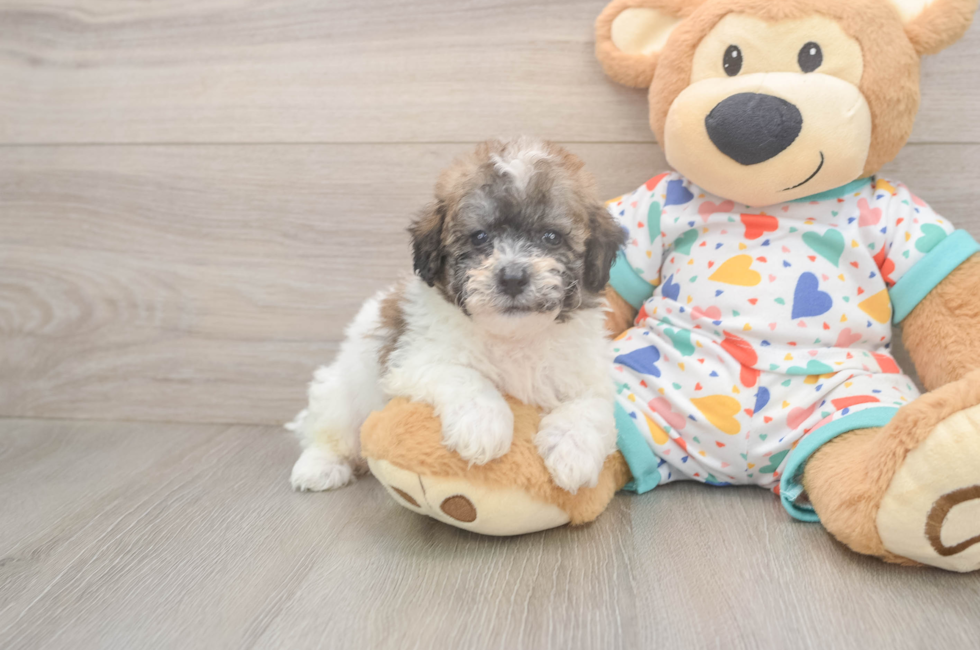 6 week old Poochon Puppy For Sale - Florida Fur Babies