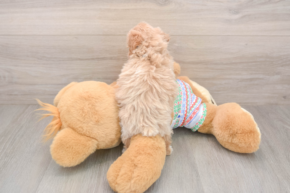 Little Bichpoo Poodle Mix Puppy