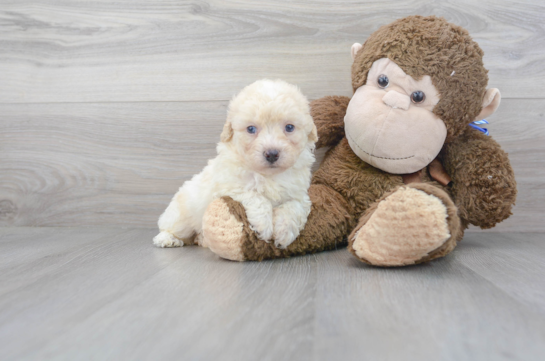 28 week old Poochon Puppy For Sale - Florida Fur Babies