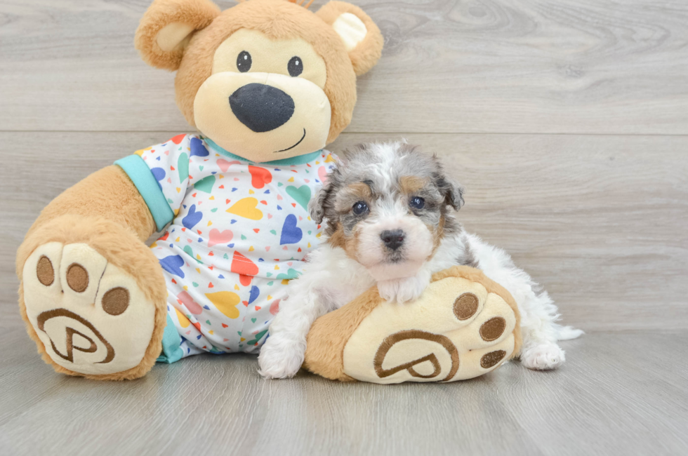 5 week old Poochon Puppy For Sale - Florida Fur Babies