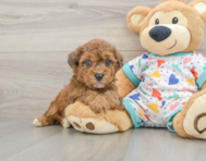 5 week old Poochon Puppy For Sale - Florida Fur Babies