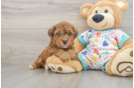 Best Poochon Baby