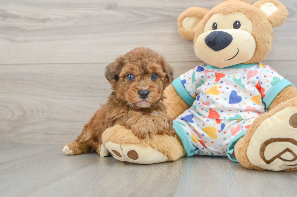 5 week old Poochon Puppy For Sale - Florida Fur Babies