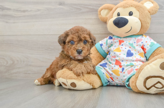 Best Poochon Baby
