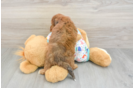 Happy Poochon Baby