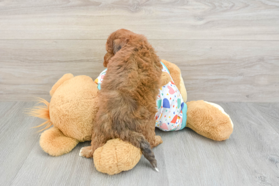 Happy Poochon Baby