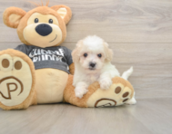 5 week old Poochon Puppy For Sale - Florida Fur Babies