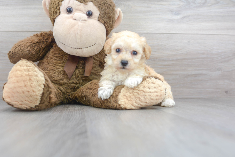Meet Caesar - our Poochon Puppy Photo 2/3 - Florida Fur Babies