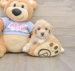 5 week old Poochon Puppy For Sale - Florida Fur Babies