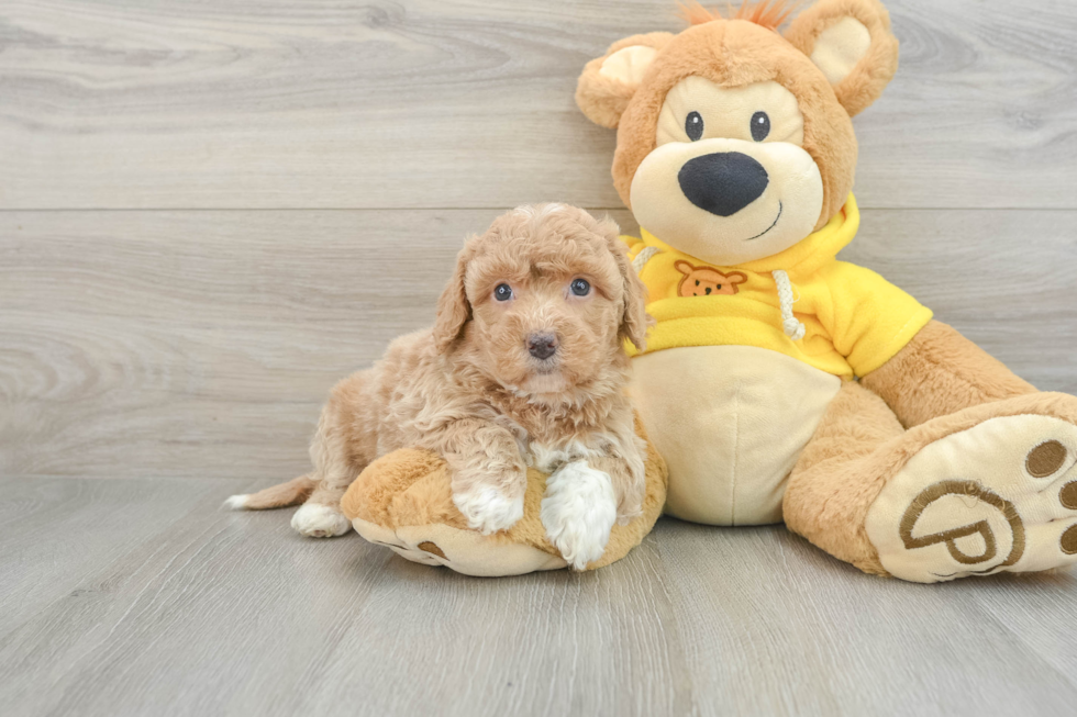 Little Bichpoo Poodle Mix Puppy