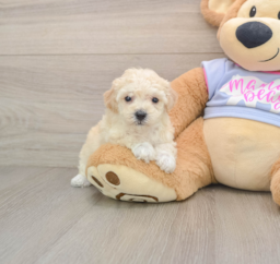 5 week old Poochon Puppy For Sale - Florida Fur Babies