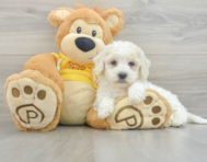 8 week old Poochon Puppy For Sale - Florida Fur Babies