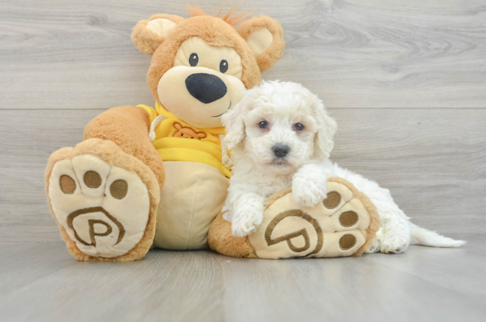 5 week old Poochon Puppy For Sale - Florida Fur Babies