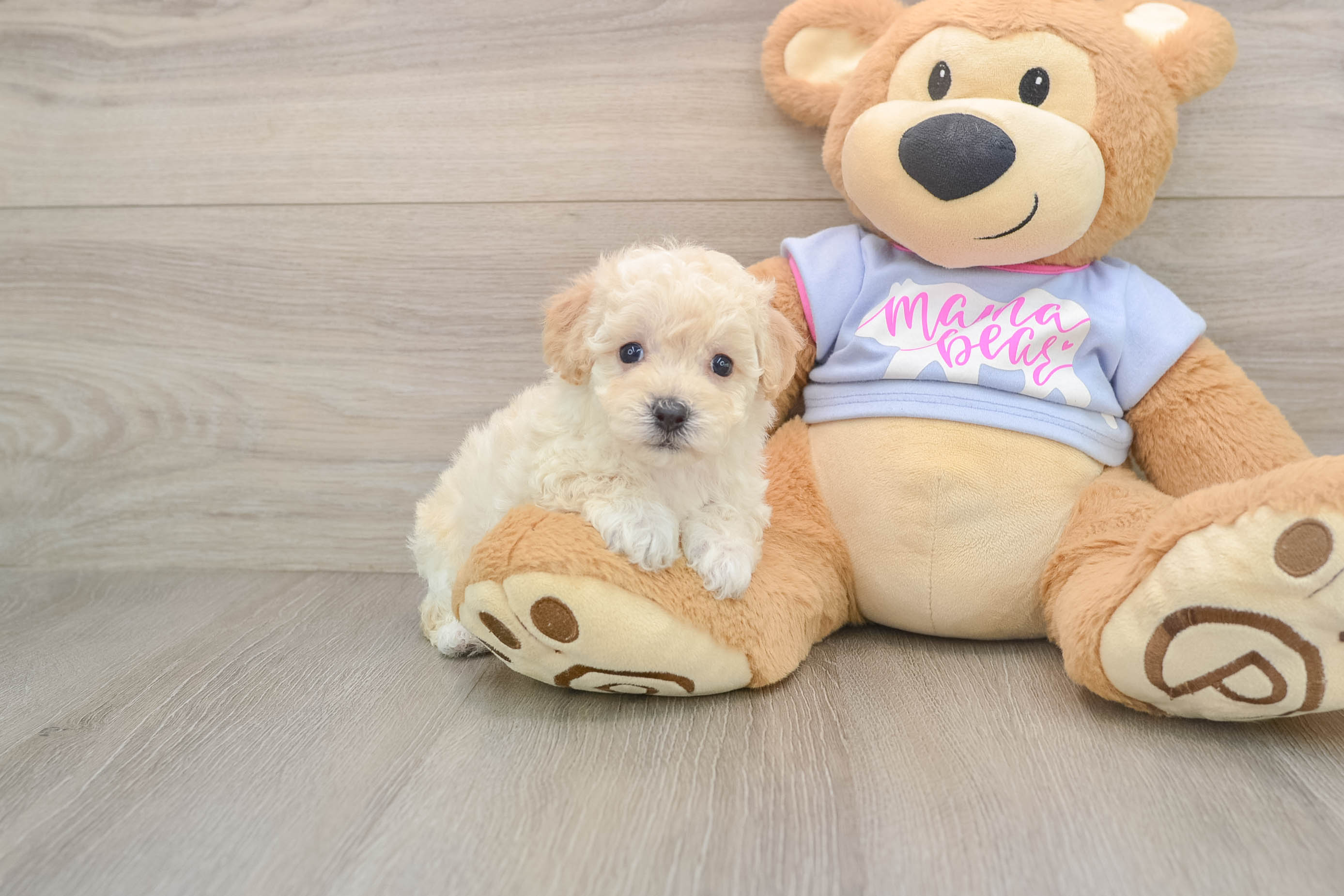 Smart Poochon Poodle Mix Pup