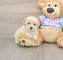 5 week old Poochon Puppy For Sale - Florida Fur Babies