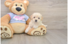 Energetic Bichpoo Poodle Mix Puppy