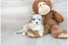 Meet Carmen - our Poochon Puppy Photo 2/3 - Florida Fur Babies