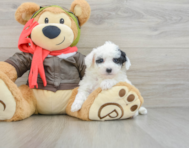 7 week old Poochon Puppy For Sale - Florida Fur Babies