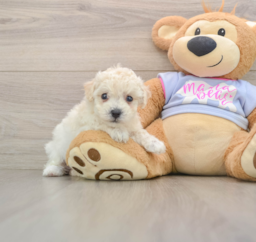 5 week old Poochon Puppy For Sale - Florida Fur Babies