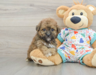 6 week old Poochon Puppy For Sale - Florida Fur Babies