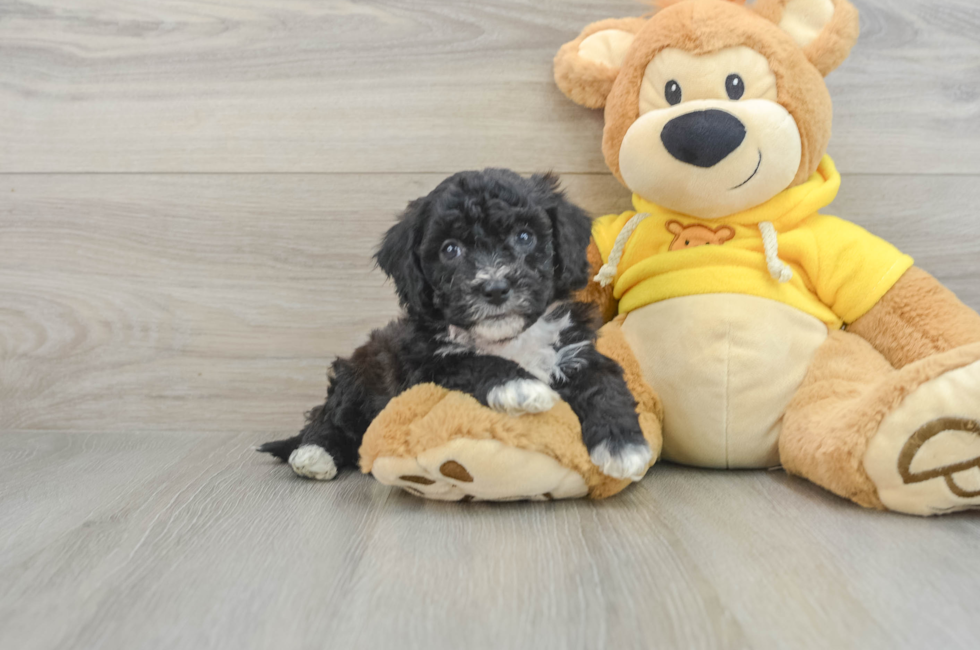 5 week old Poochon Puppy For Sale - Florida Fur Babies