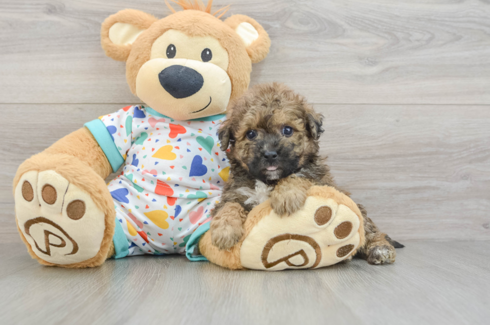 5 week old Poochon Puppy For Sale - Florida Fur Babies