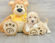 6 week old Poochon Puppy For Sale - Florida Fur Babies