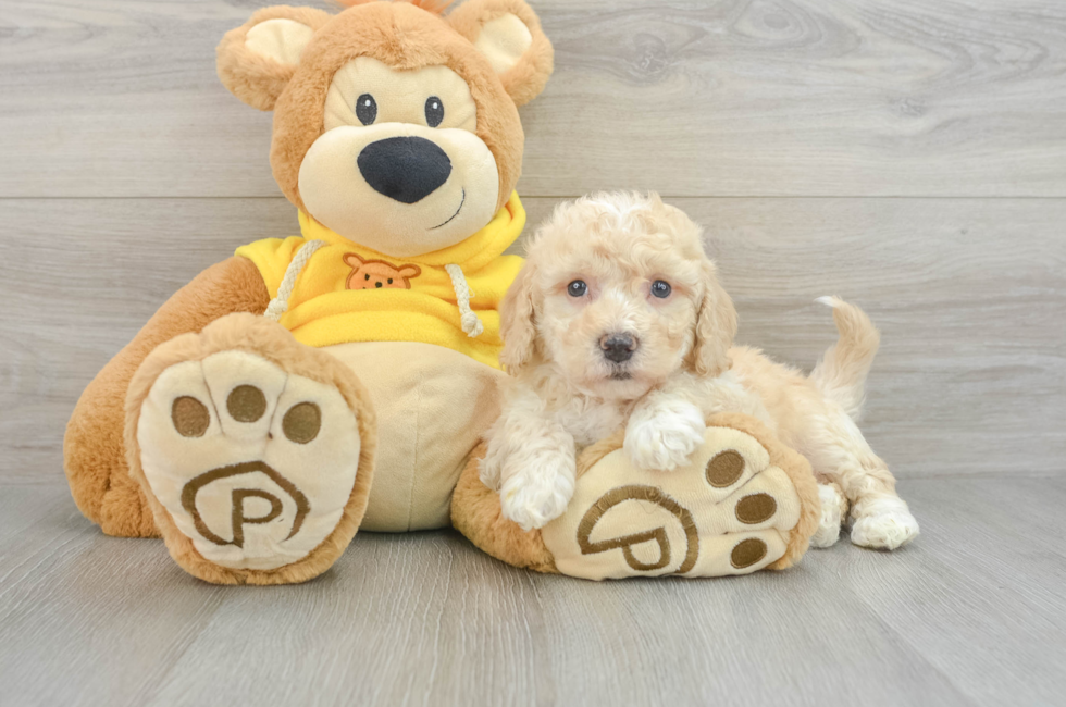 5 week old Poochon Puppy For Sale - Florida Fur Babies