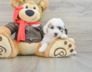 7 week old Poochon Puppy For Sale - Florida Fur Babies