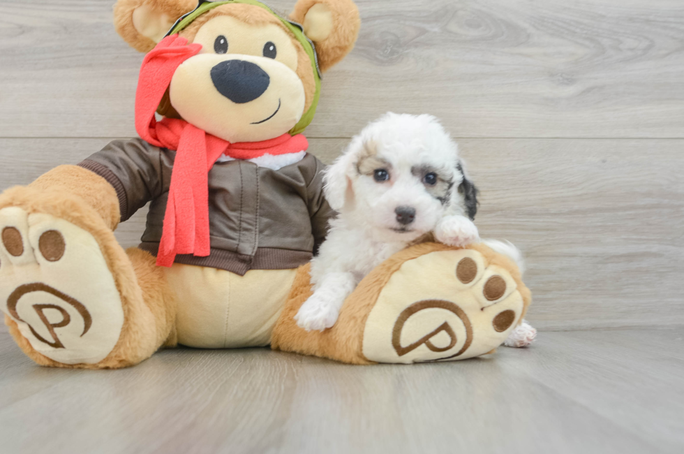 7 week old Poochon Puppy For Sale - Florida Fur Babies