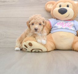 6 week old Poochon Puppy For Sale - Florida Fur Babies